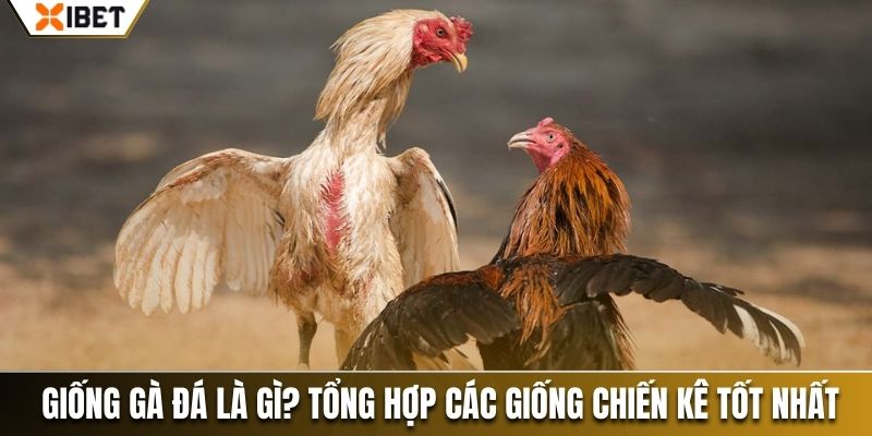 giống gà đá xibet