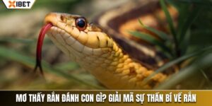 mơ thấy rắn đánh con gì